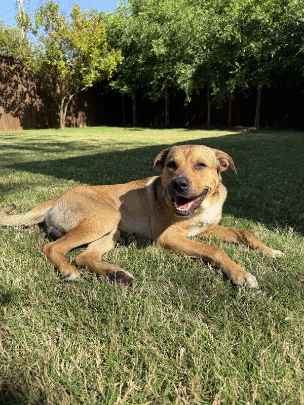 Found Mutt in Dallas, Texas