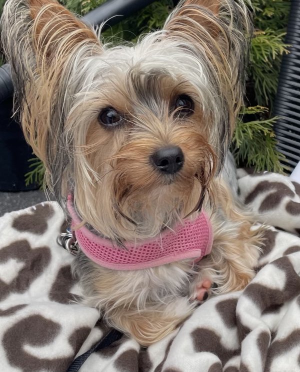 Lost Yorkshire Terrier in Atlanta, Georgia