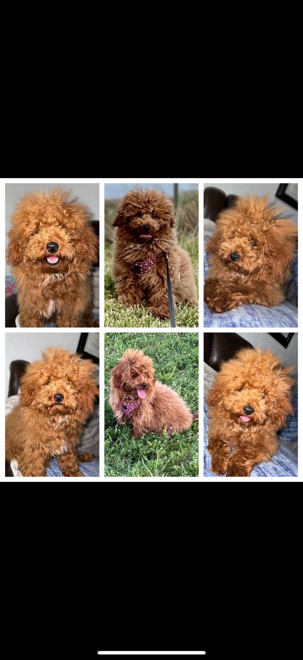 Lost Poodle in Miami, Florida