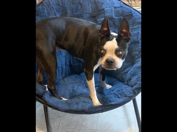 Found Boston Terrier 