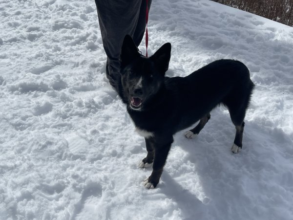 Lost Siberian Husky in California