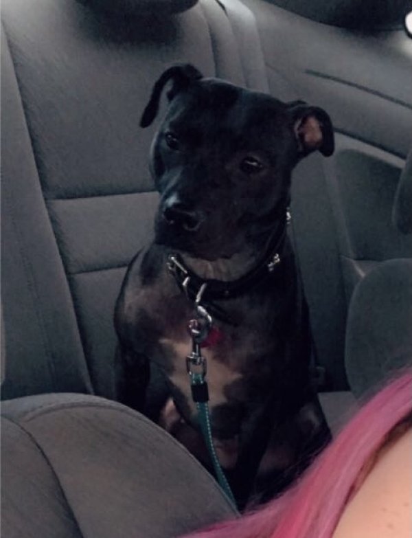 Safe American Bulldog in Philadelphia, PA