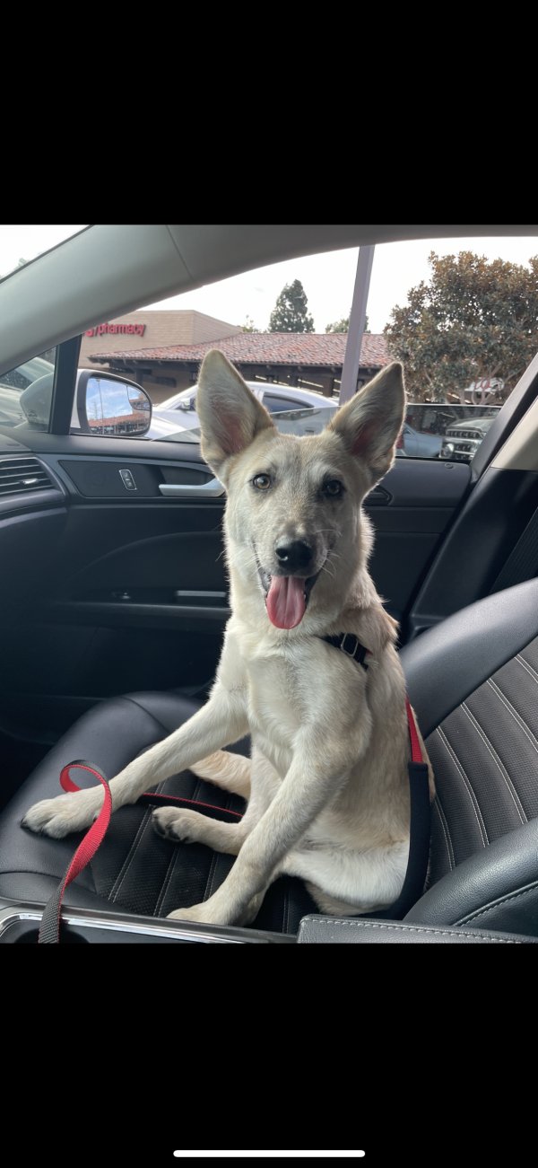 Lost Mutt in California