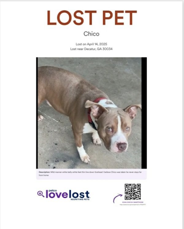 Lost Pit Bull in Georgia