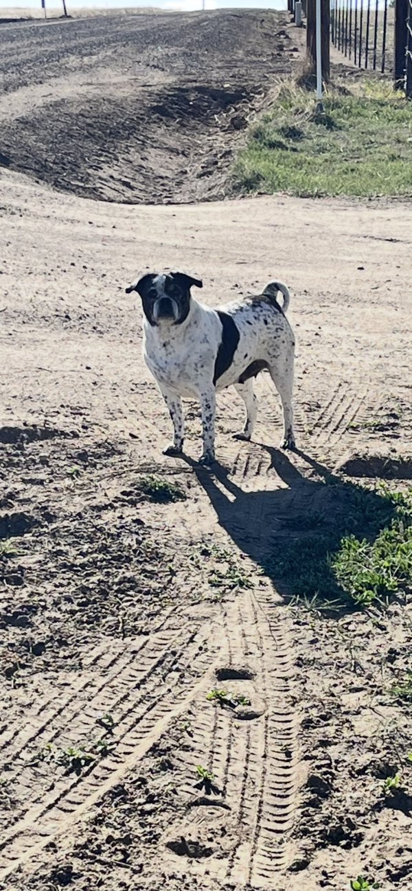 Lost Mutt in Colorado