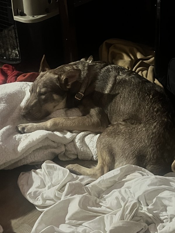 Lost Mutt in San Antonio, Texas