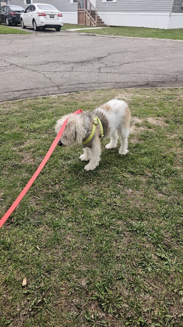 Found Mutt 