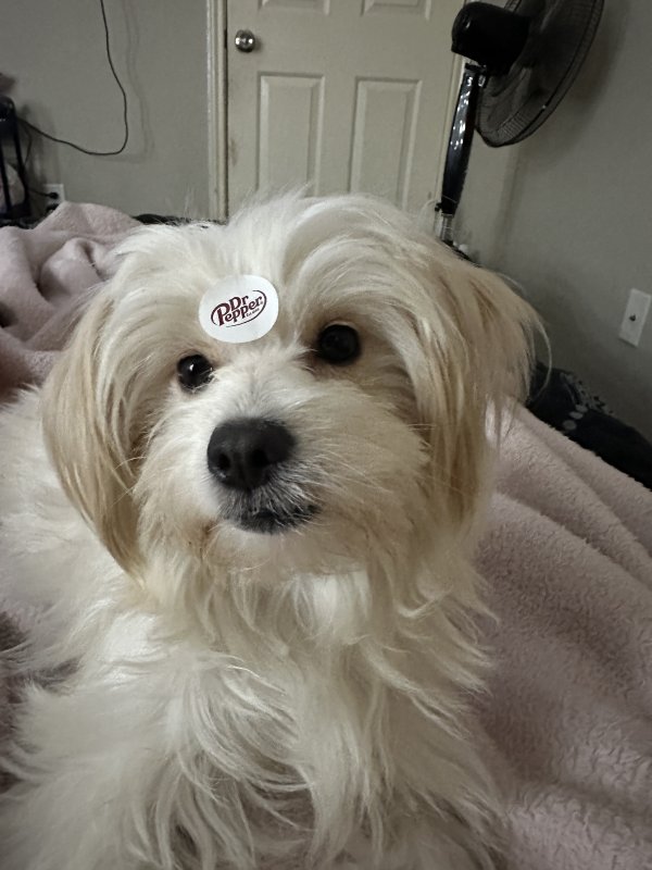 Lost Norfolk Terrier in Houston, Texas