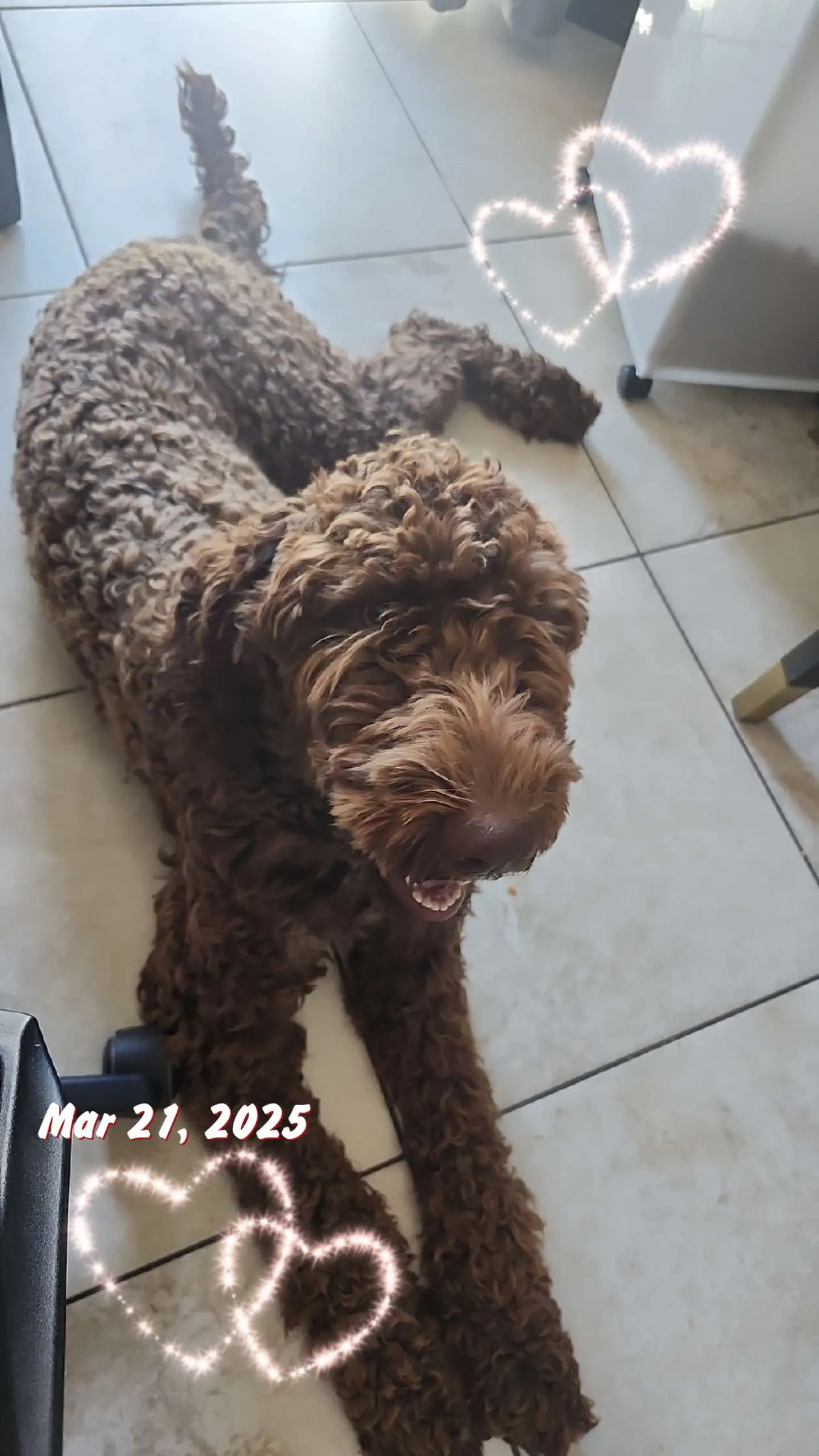 Lost Labrador Retriever in California