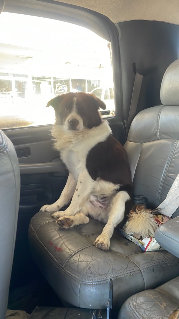 Lost Border Collie in Alabama