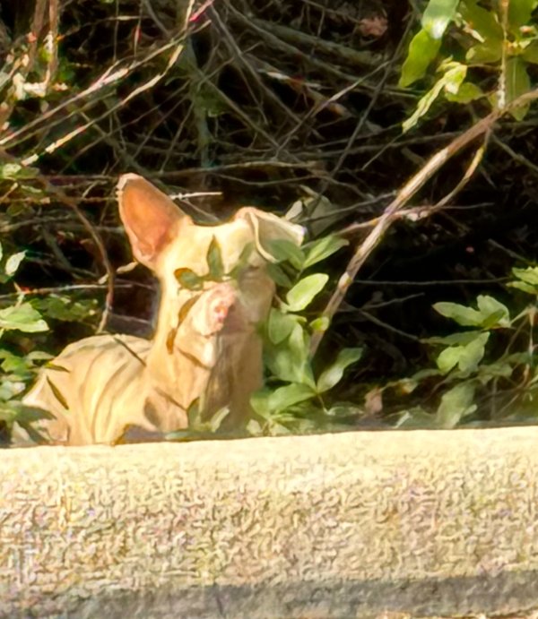 Found Chihuahua in Clearwater, Florida