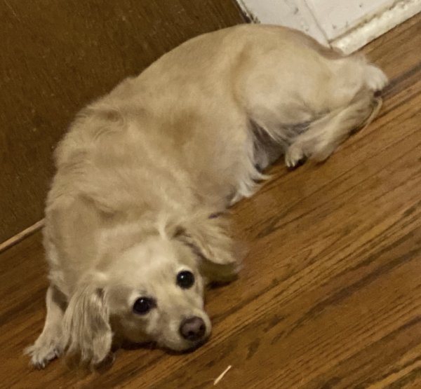 Lost Mutt in Colorado