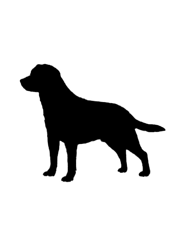 Lost Mutt in Minnesota