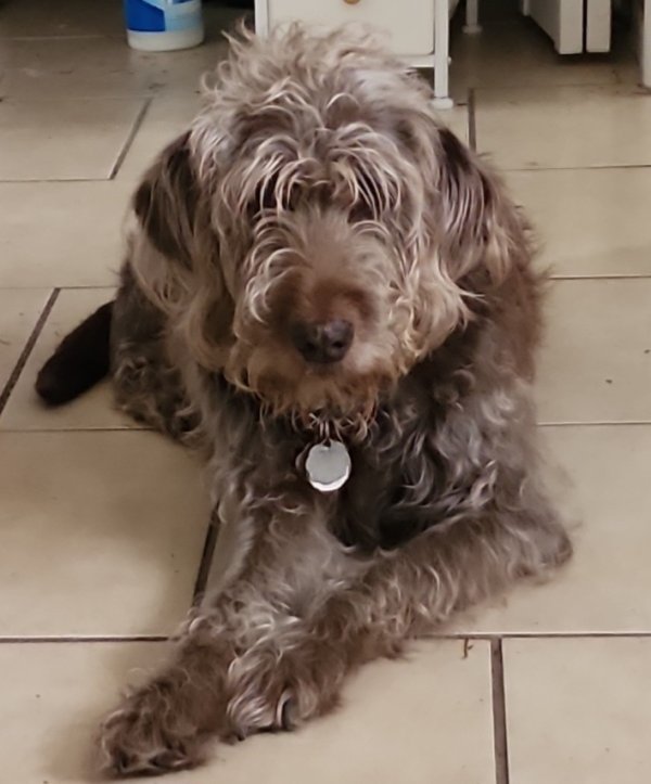 Lost Labrador Retriever in Florida