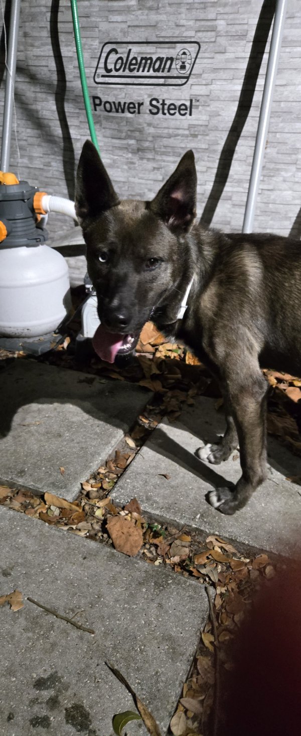 Found German Shepherd Dog 