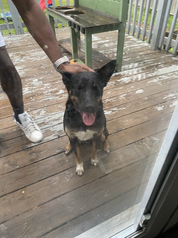 Found Mutt in Tennessee