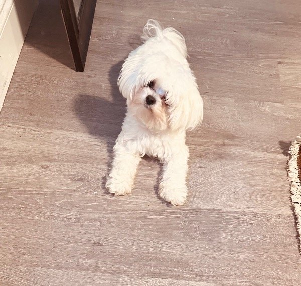Lost Maltese in Miami, Florida