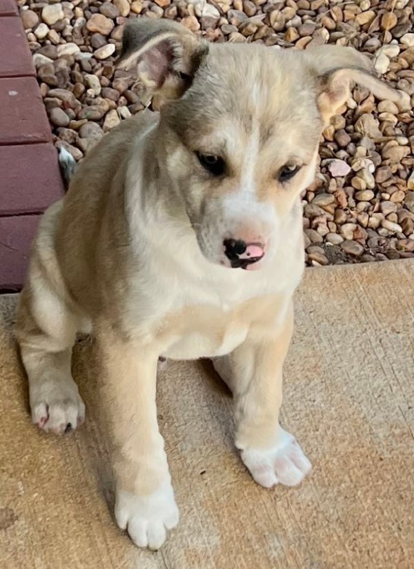 Found Dog in Morrow, GA