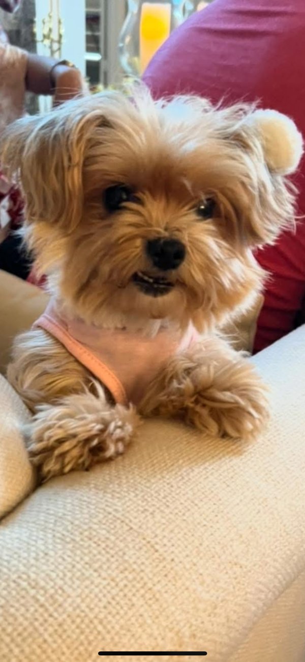 Lost Maltese in Houston, Texas