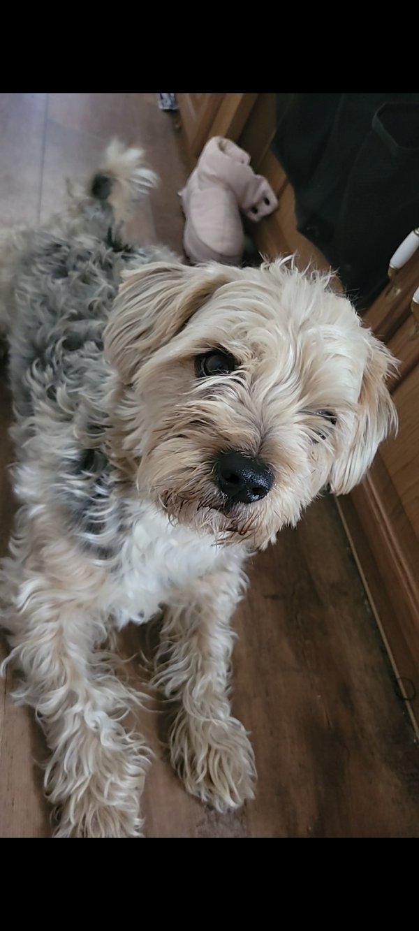 Lost Yorkshire Terrier in Colorado