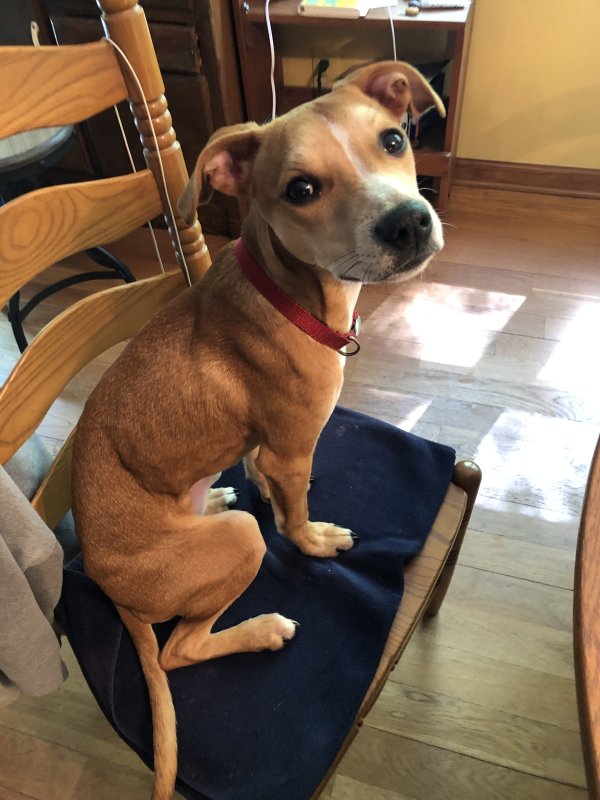 Found Italian Greyhound in Georgia