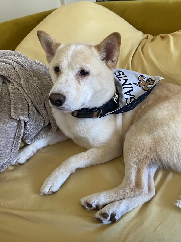 Lost Shiba Inu in Nevada