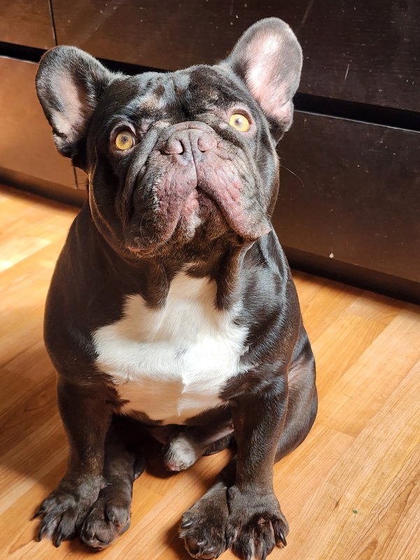Lost French Bulldog in Florida