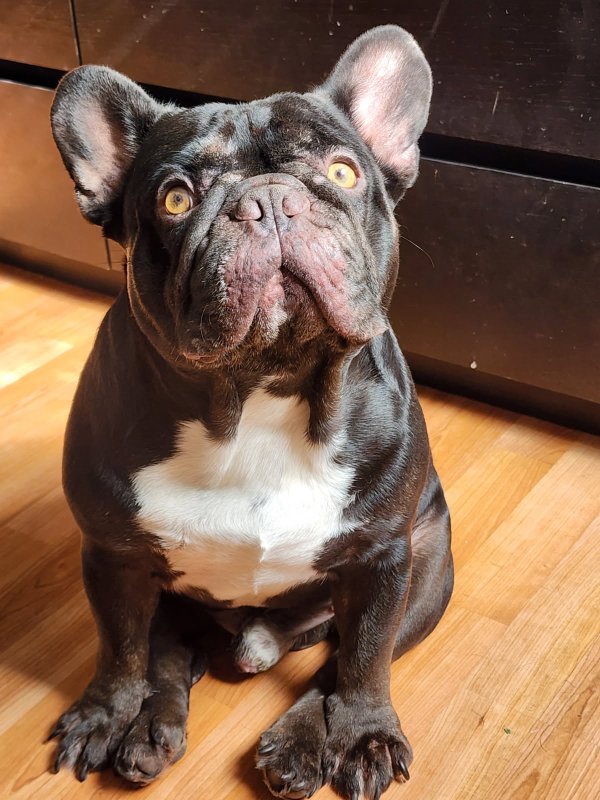 Lost French Bulldog in Florida