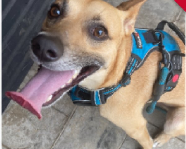 Lost Mutt in Georgia