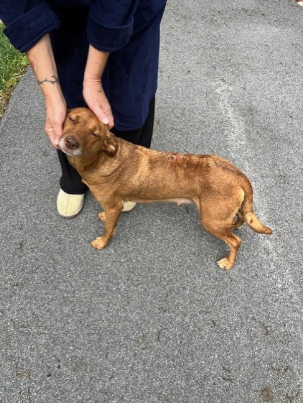 Found Mutt in Tennessee