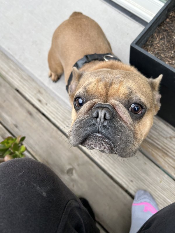 Found French Bulldog in California