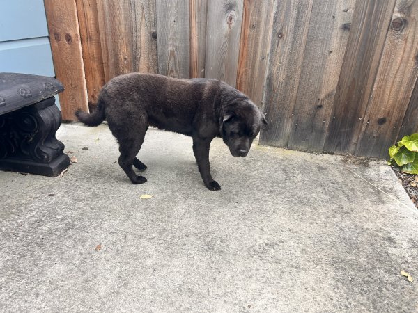 Found Chow Chow in California