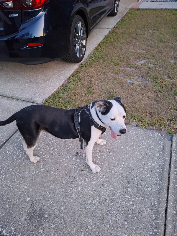 Found Pit Bull 
