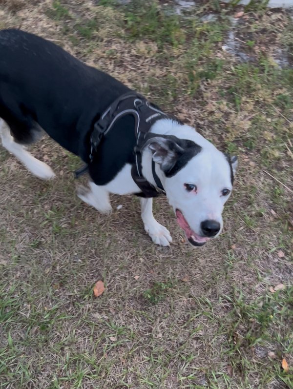 Found Dog in Kissimmee, FL