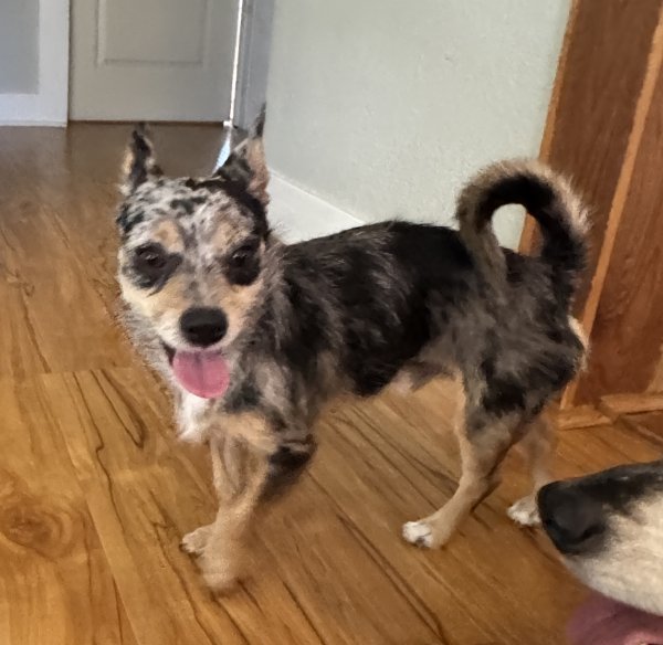 Found Mutt 