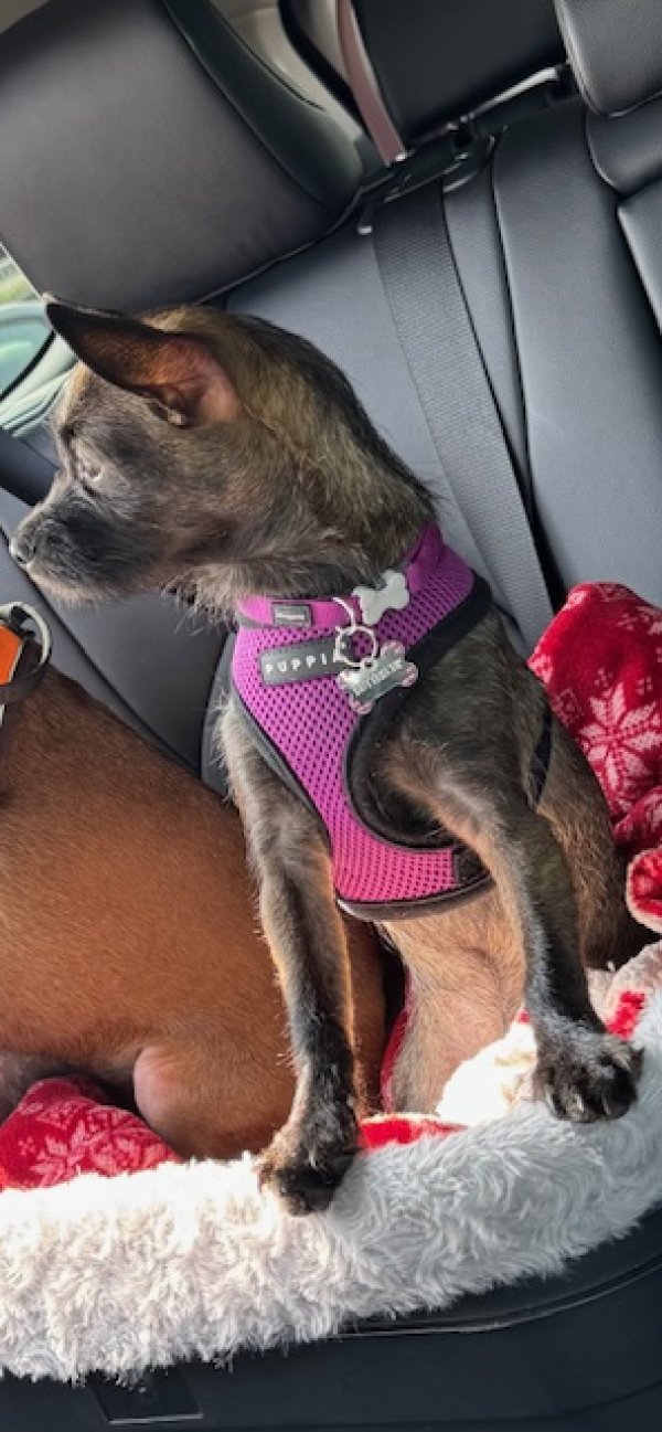 Lost Chihuahua in Washington