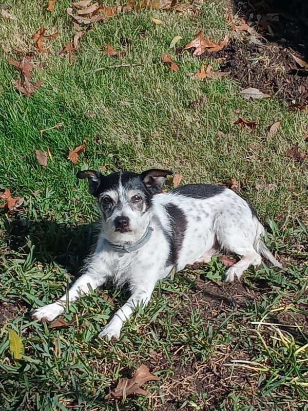 Lost Mutt in Dallas, Texas