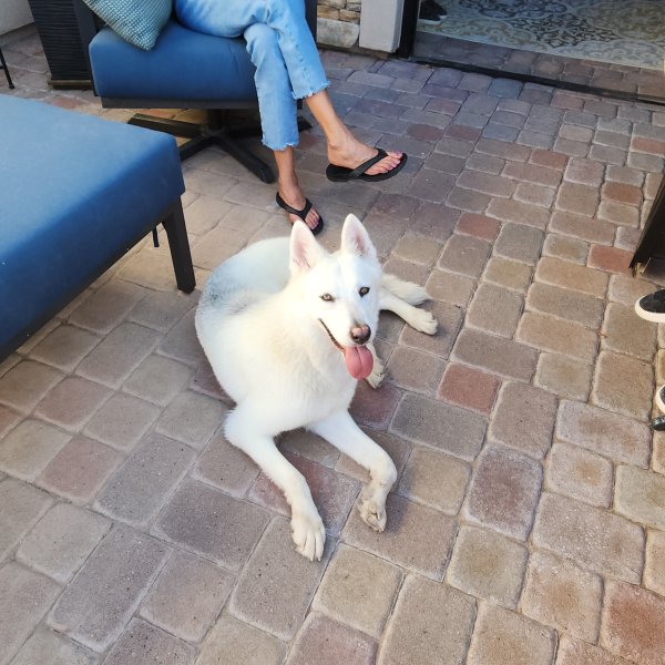 Found Siberian Husky in Arizona