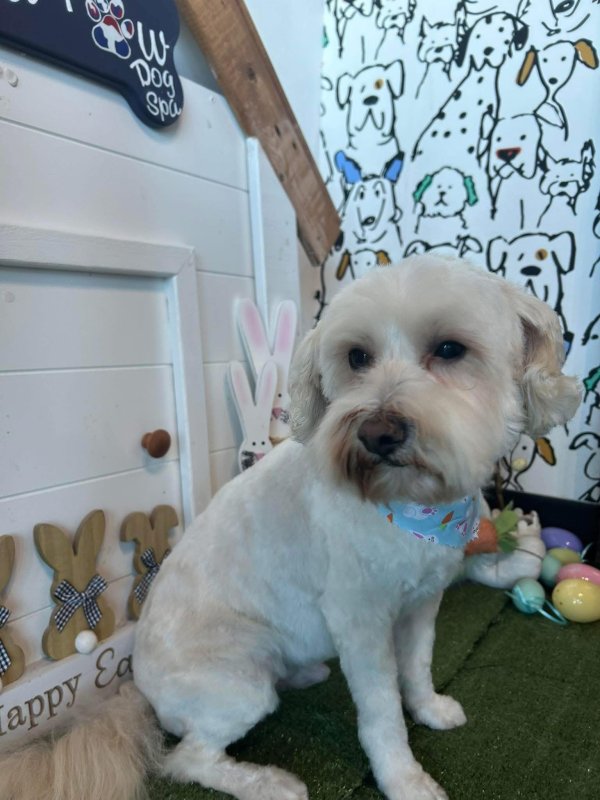 Lost Maltese in Oklahoma
