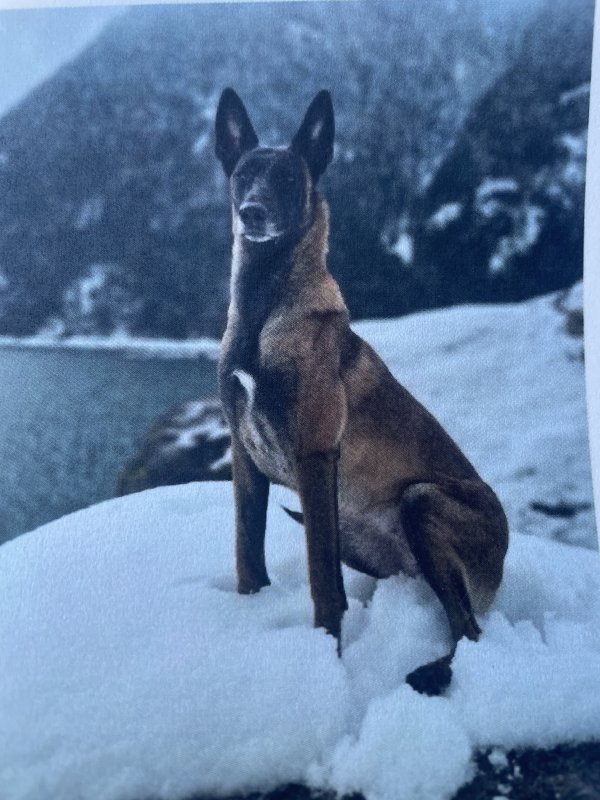 Lost Belgian Malinois in Washington