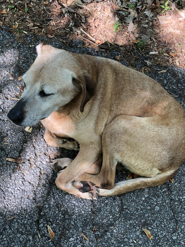 Found Other in Pendergrass, Georgia