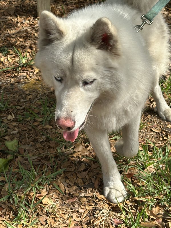 Found Siberian Husky 