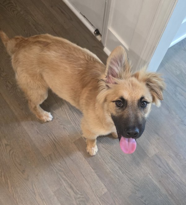 Found Belgian Malinois in Marietta, Georgia