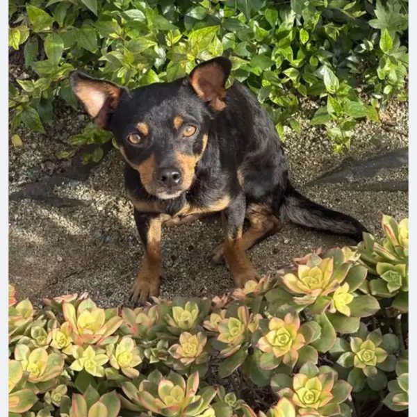 Lost Chihuahua in California