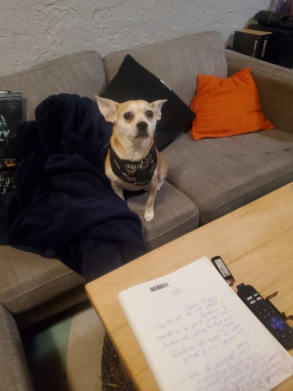 Lost Chihuahua in Florida