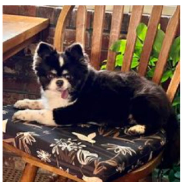 Lost Chihuahua in Louisiana