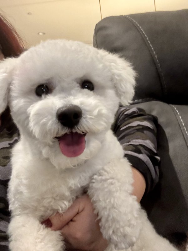 Lost Bichon Frise in Chula Vista, California