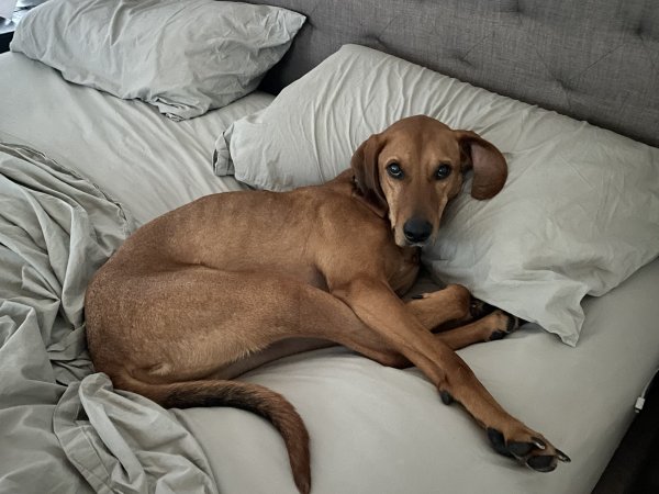 Lost Redbone Coonhound in Atlanta, Georgia