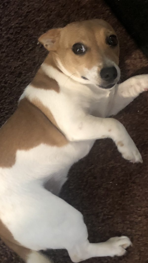 Lost Jack Russell Terrier in Indiana