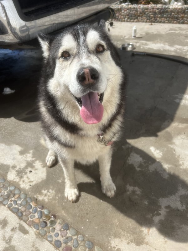 Found Alaskan Malamute in Chula Vista, CA